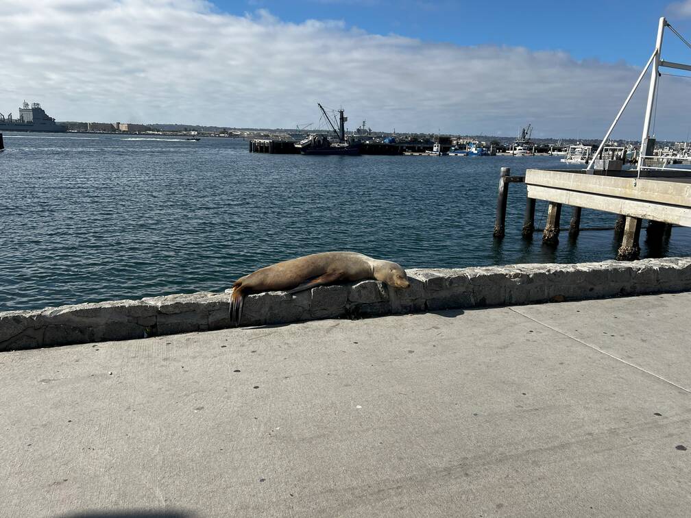 Harbor seal on a wall